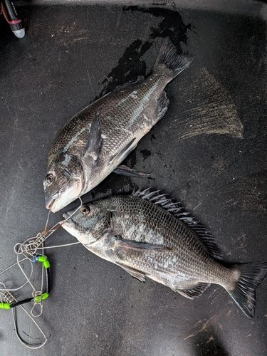 チヌの釣果