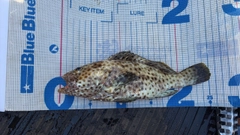シロブチハタの釣果