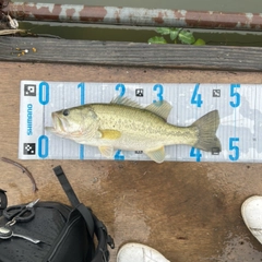 ブラックバスの釣果