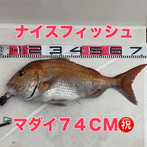 マダイの釣果