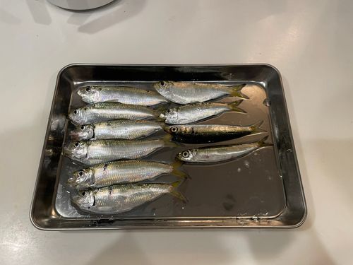 サッパの釣果