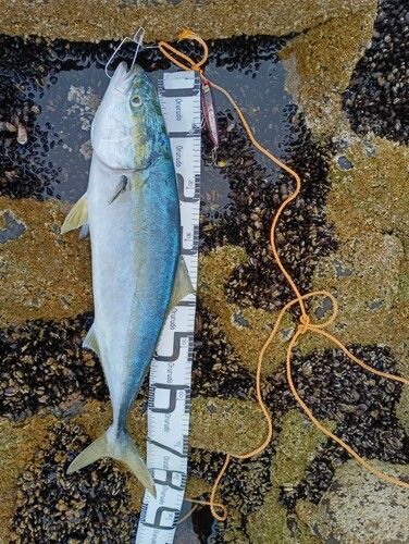 ブリの釣果