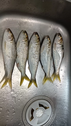 コノシロの釣果