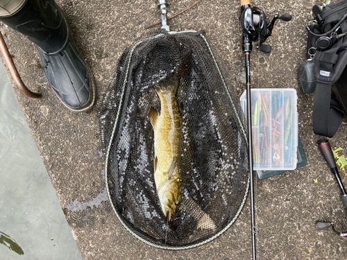 スモールマウスバスの釣果