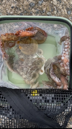 タコの釣果
