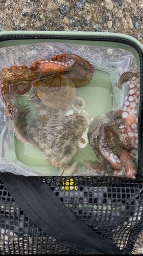 タコの釣果