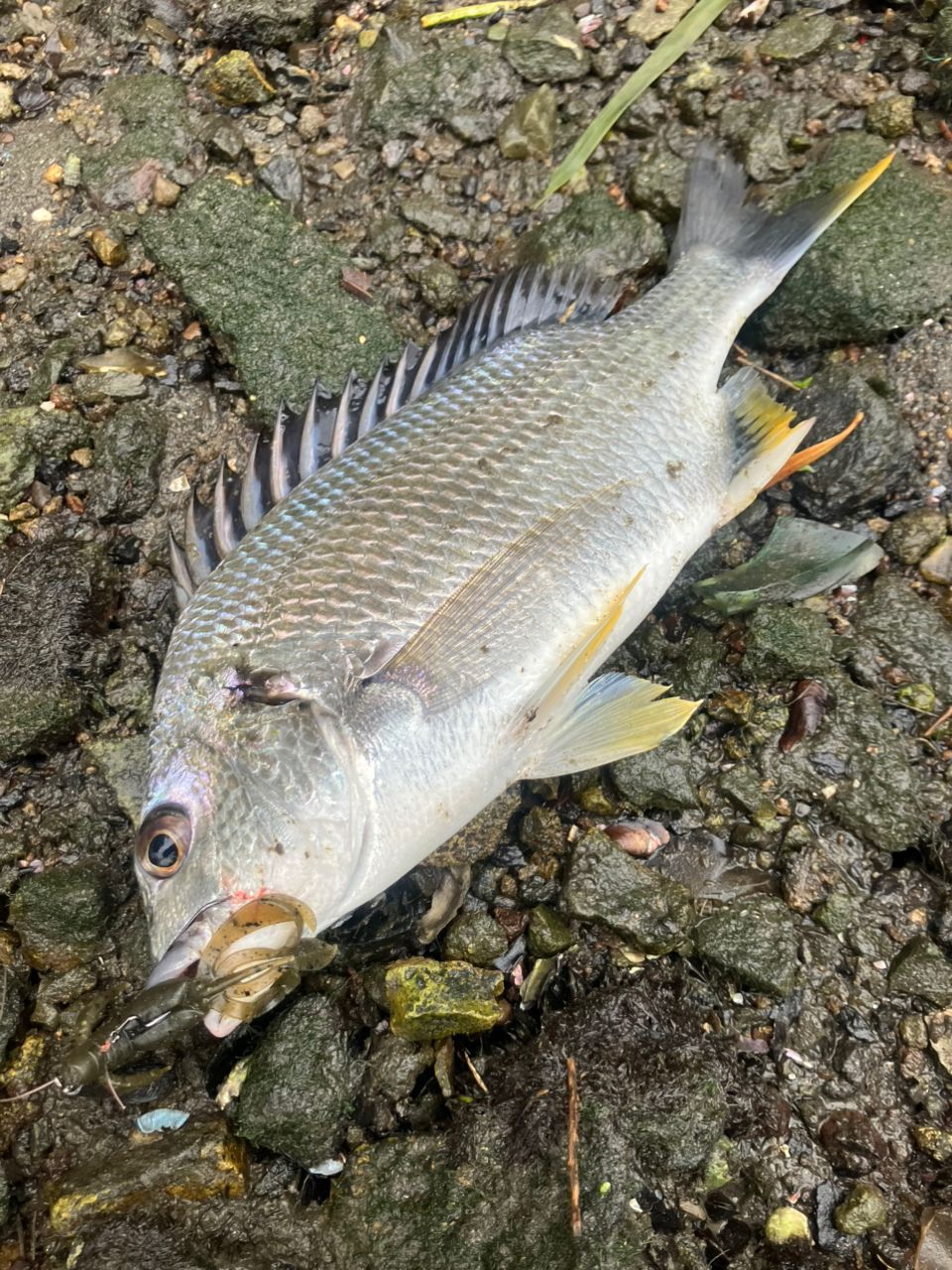 キビレの釣果写真