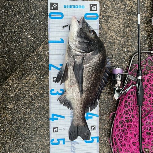 チヌの釣果
