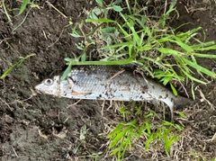 ニゴイの釣果