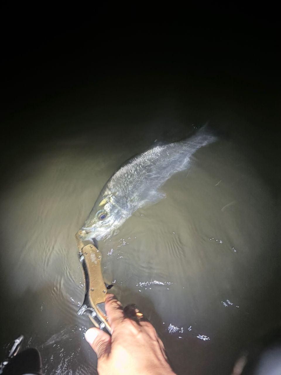 シーバスの釣果写真