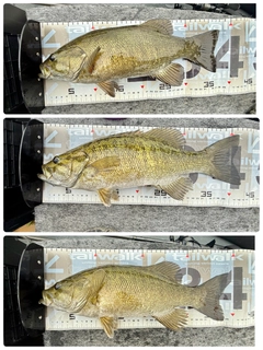 スモールマウスバスの釣果