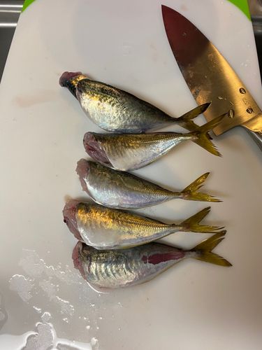 マアジの釣果