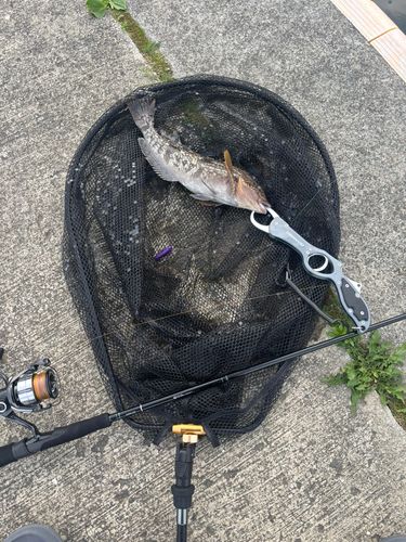 アイナメの釣果