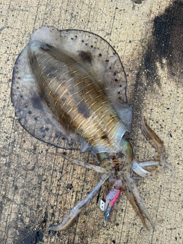 アオリイカの釣果