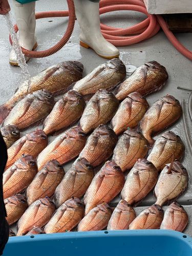 マダイの釣果