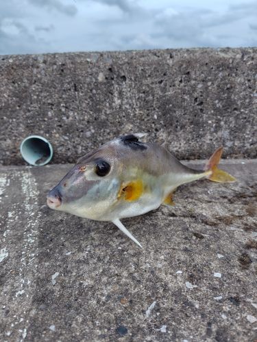 ギマの釣果