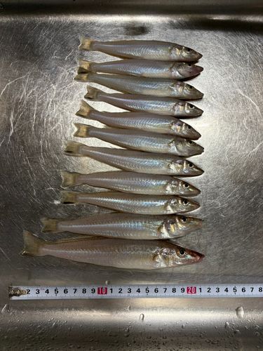 キスの釣果