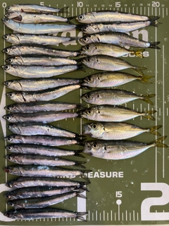 カタクチイワシの釣果