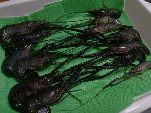 テナガエビの釣果