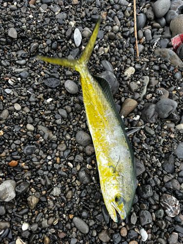 シイラの釣果