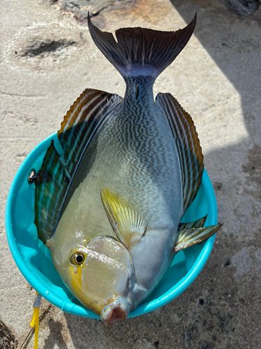 トカジャーの釣果