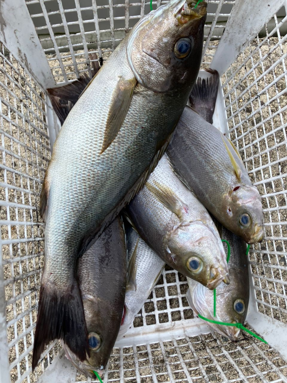 SHIMANO 22ハードロッカー SS S83ML+の最安値・インプレ・釣果 | 本音