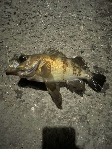 シロメバルの釣果