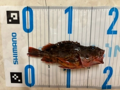 カサゴの釣果