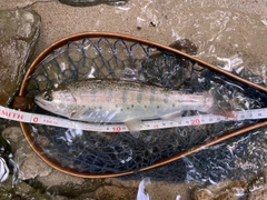 ヤマメの釣果