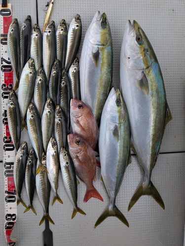ハマチの釣果
