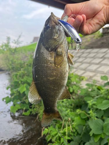 新芝川で釣れたスモールマウスバスの釣り・釣果情報 - アングラーズ