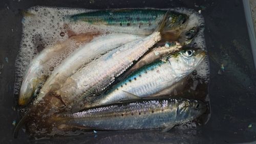 マイワシの釣果