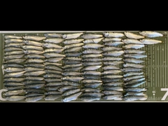 サッパの釣果