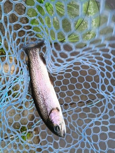 ニジマスの釣果