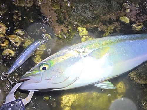 ワラサの釣果