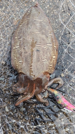 モンゴウイカの釣果