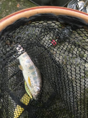 アマゴの釣果