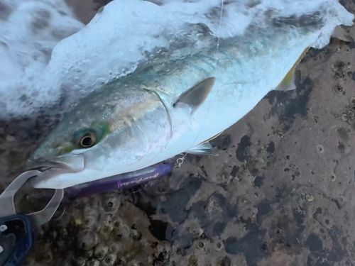 ワラサの釣果