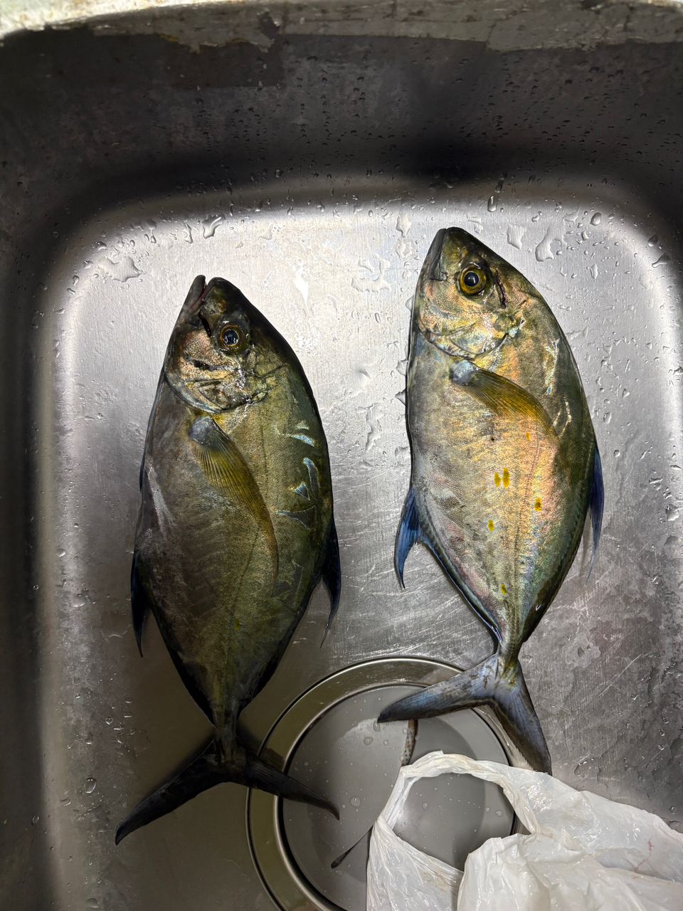 ナンヨウカイワリの釣果写真