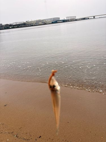 キスの釣果