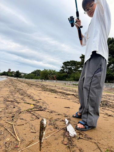 クサフグの釣果