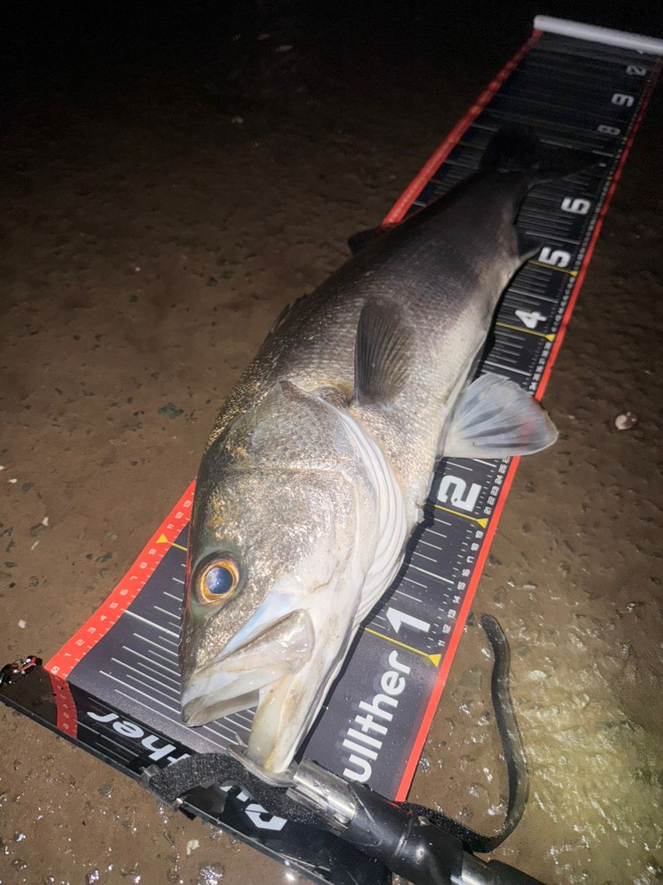 シーバスの釣果写真