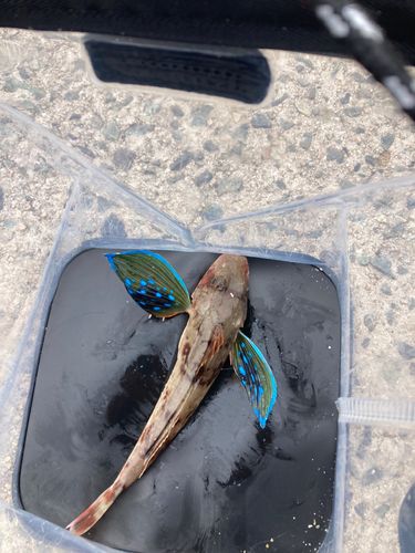 カナガシラの釣果