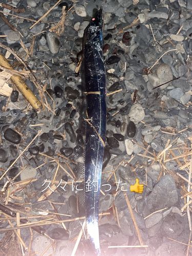 タチウオの釣果
