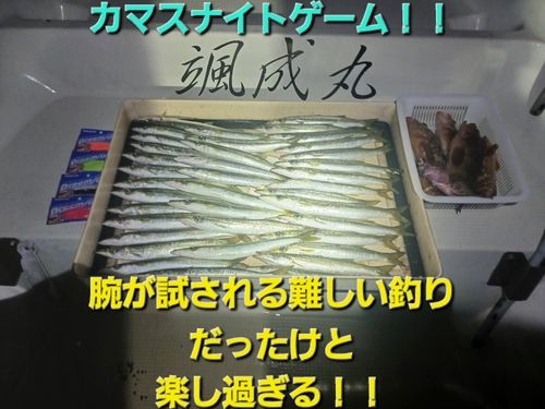 カマスの釣果