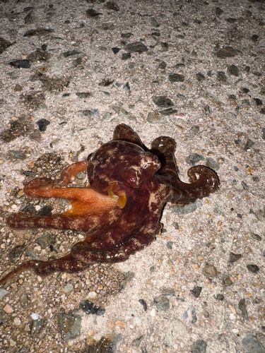 タコの釣果