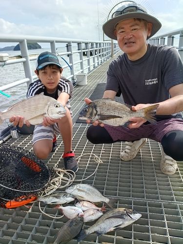 チヌの釣果