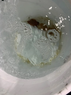 ケンサキイカの釣果