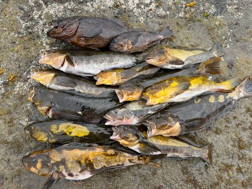 アイナメの釣果