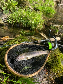イワナの釣果